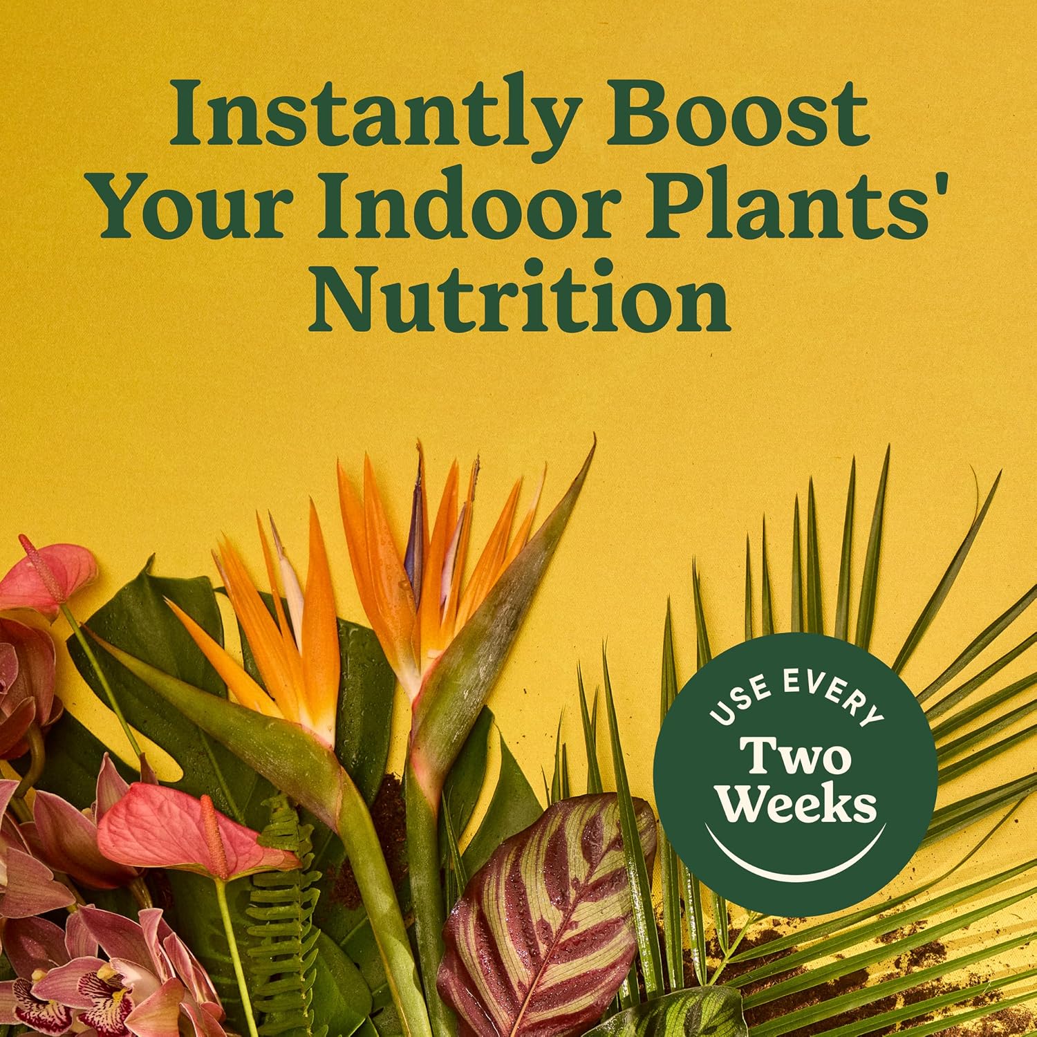 Miracle-Gro Indoor Plant Food For All Plants, 8 Fl. Oz. (2-Pack) | Liquid Plant Food For Houseplants, Flowers, Vegetables, Herbs, And More