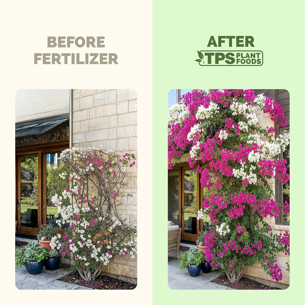 Bougainvillea Fertilizer – Liquid Plant Food For More Blooms, Brighter Color & Fuller Growth, 8 Oz