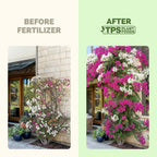 Bougainvillea Fertilizer – Liquid Plant Food For More Blooms, Brighter Color & Fuller Growth, 8 Oz