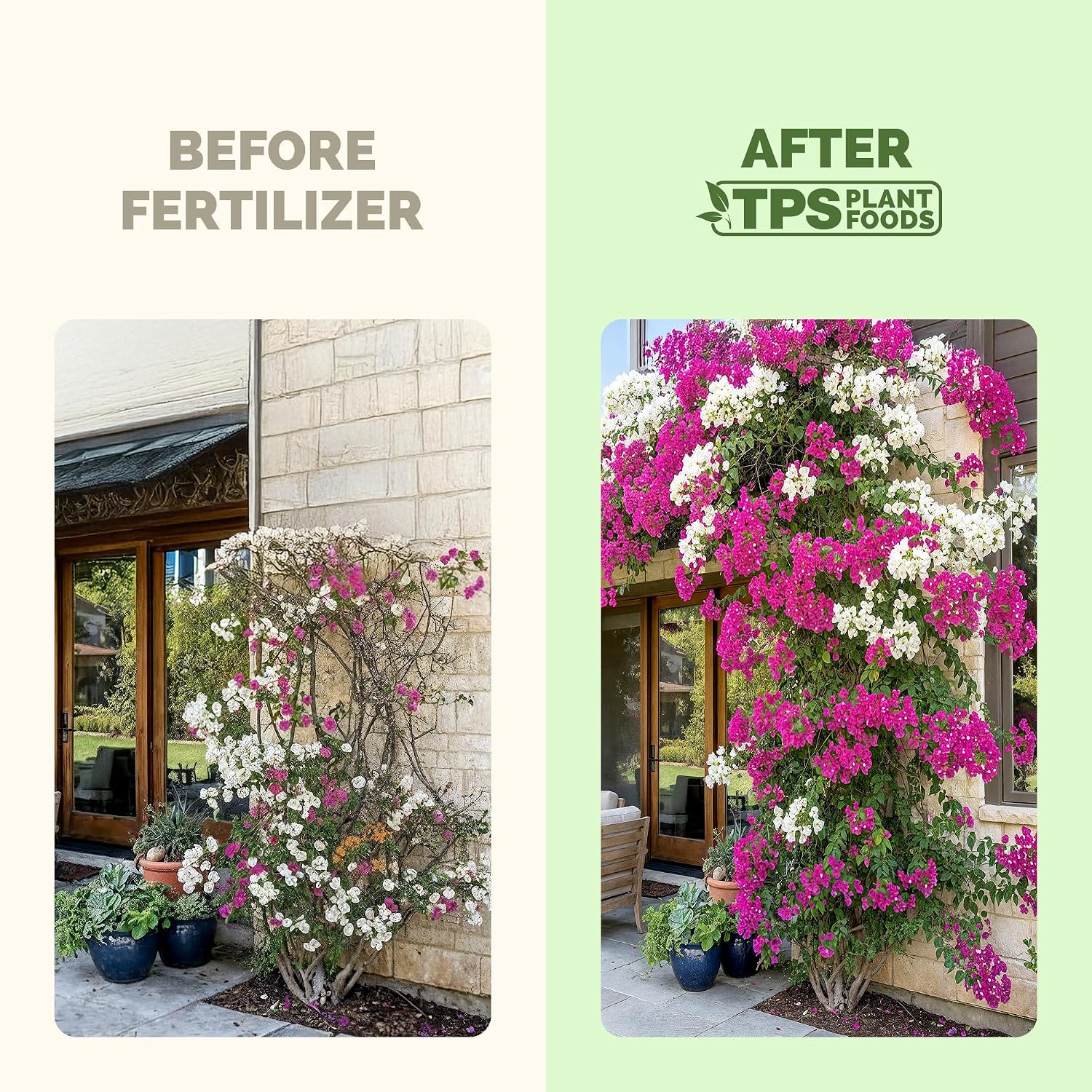 Bougainvillea Fertilizer – Liquid Plant Food For More Blooms, Brighter Color & Fuller Growth, 8 Oz