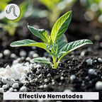 The Environmental Factor Nemaknights Slow-Release Nematodes - Biological Pest Control For Fungus Gnats, Thrips, & Whiteflies (280G, Treats Up To 50 Planters)