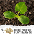 Seed Needs Pumpkin Seeds To Plant 100 Seeds Spooky Mix Non Gmo Bulk Pack