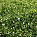 Outsidepride Perennial White Dutch Clover Seed - 2 Lbs. Nitrocoated, Inoculated Clover Seeds For Lawn Alternative, Erosion Control, Food Plots, Ground Cover, & Pasture Mixtures In Usda Zones 3-10