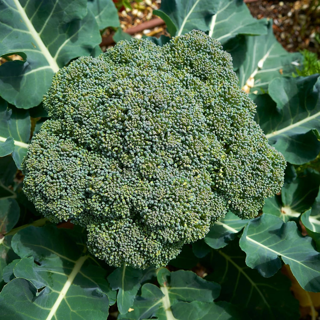 Purely Organic Broccoli Seeds (Waltham 29) - Approx 750 Seeds - Usda Organic, Non-Gmo, Open Pollinated, Heirloom, Usa Origin