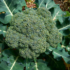 Purely Organic Broccoli Seeds (Waltham 29) - Approx 750 Seeds - Usda Organic, Non-Gmo, Open Pollinated, Heirloom, Usa Origin