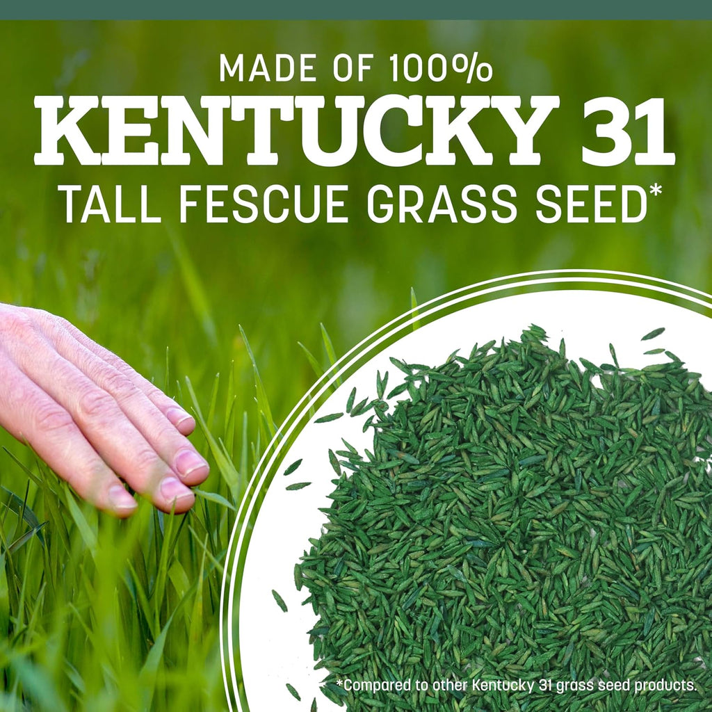 Pennington Kentucky 31 Fescue 3 Lb Tall Fescue Grass Seed, Grass Seeds For Lawn