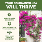 Bougainvillea Fertilizer – Liquid Plant Food For More Blooms, Brighter Color & Fuller Growth, 8 Oz