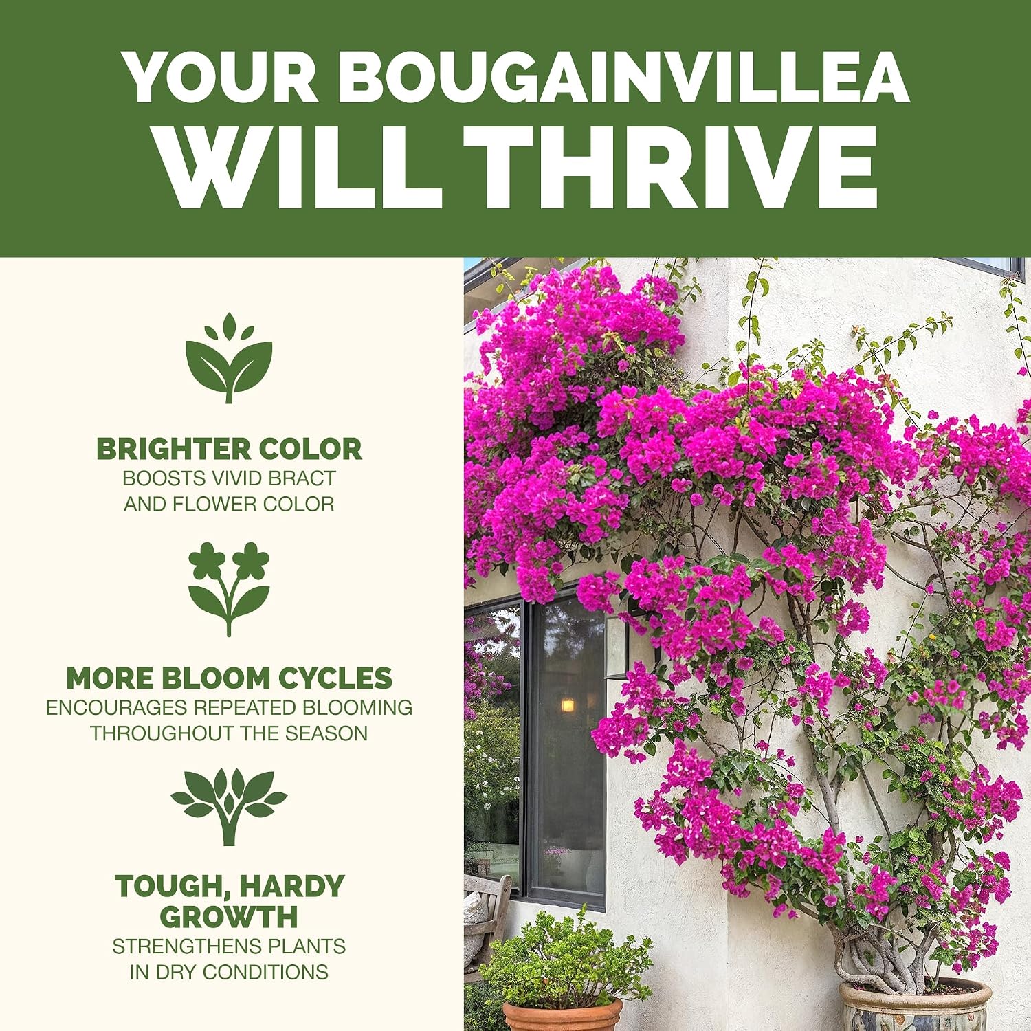 Bougainvillea Fertilizer – Liquid Plant Food For More Blooms, Brighter Color & Fuller Growth, 8 Oz