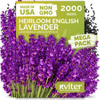 2000 English Lavender Seeds For Planting Outdoor & Indoor (Lavandula Angustifolia) – True Lavender Flowers, Heirloom Perennial, Non-Gmo – Herb Seeds For Outdoor Garden, Flower Beds