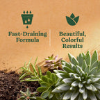 Miracle-Gro Cactus, Palm & Citrus Potting Mix, 8 Qt. (2-Pack) | For Indoor Or Outdoor Potted Plants, Great For Succulents