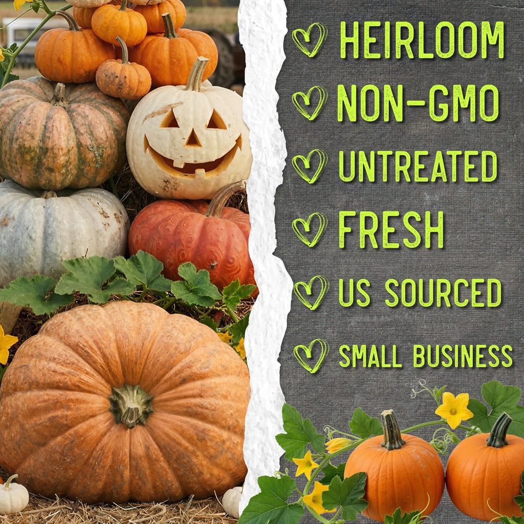 Seed Needs Pumpkin Seeds To Plant 100 Seeds Spooky Mix Non Gmo Bulk Pack