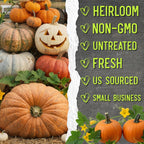Seed Needs Pumpkin Seeds To Plant 100 Seeds Spooky Mix Non Gmo Bulk Pack