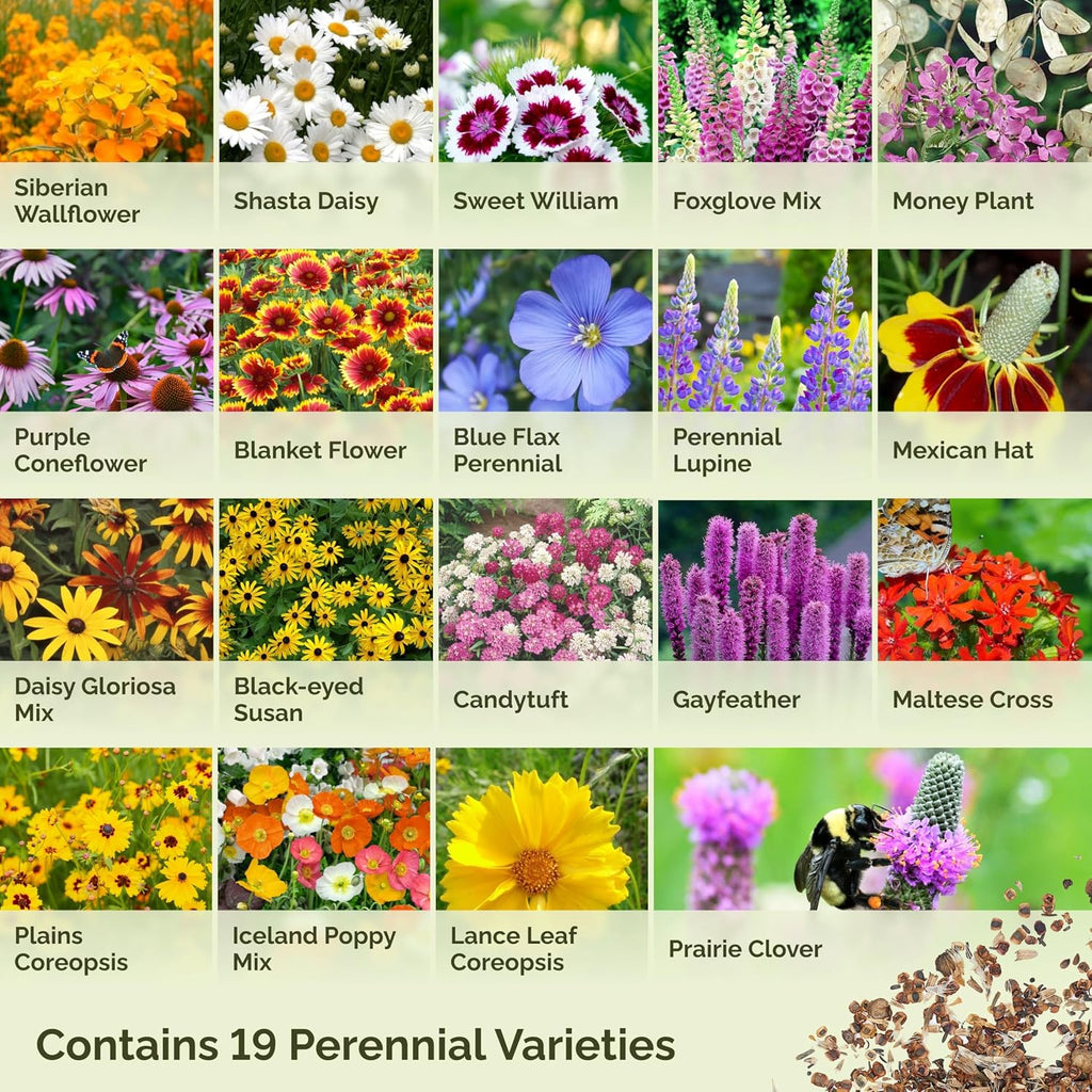Eden Brothers All Perennial Wildflower Seed Mix For Planting, 1/4 Lb, 120,000+ Seeds Throw And Grow 19 Flower Varieties, Non-Gmo Covers To 1,000 Sq Ft, Attracts Pollinators, Spring Or Fall, Zones 3-10