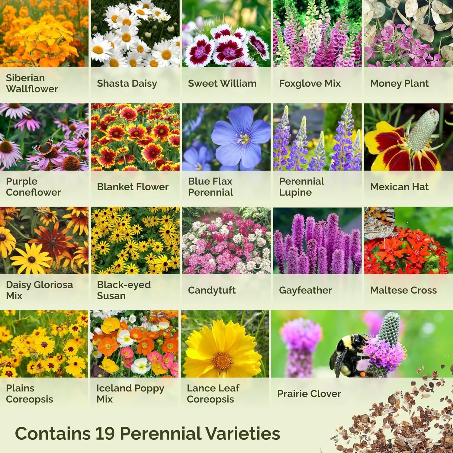 Eden Brothers All Perennial Wildflower Seed Mix For Planting, 1/4 Lb, 120,000+ Seeds Throw And Grow 19 Flower Varieties, Non-Gmo Covers To 1,000 Sq Ft, Attracts Pollinators, Spring Or Fall, Zones 3-10