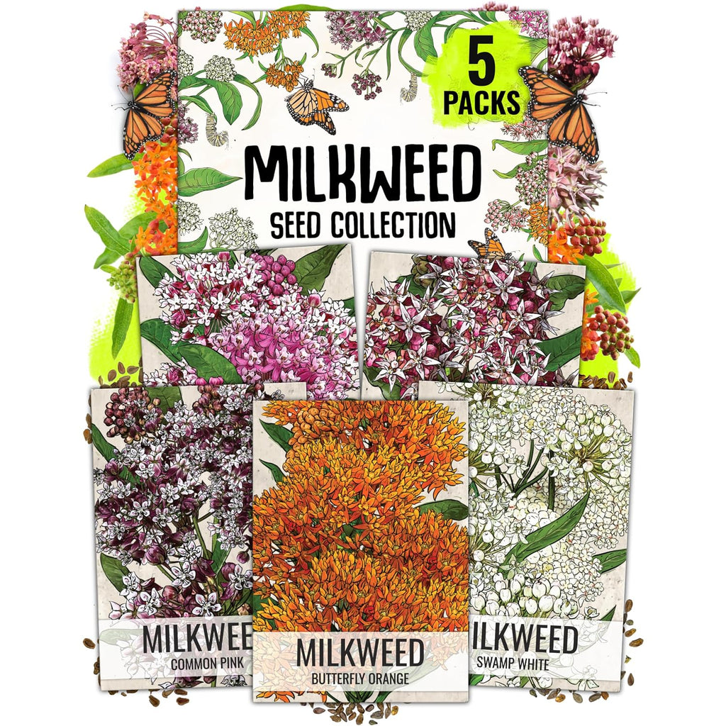 Seed Needs Milkweed Seeds For Planting A Butterfly Garden To Attract Monarch Butterflies - Collection Of Pink, Orange & White Asclepias Milk Weed Variety Pack (5 Packs)