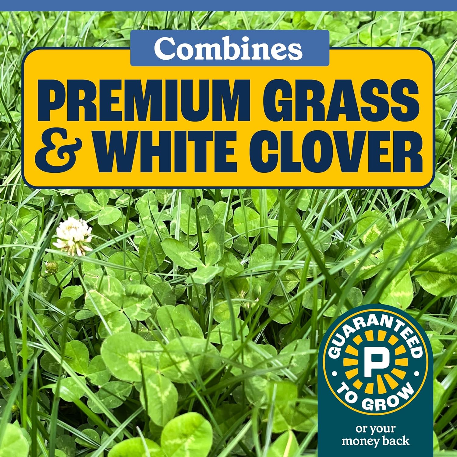 Pennington Clover + Grass Mix, Clover Seeds For Lawn, 7 Lb