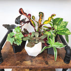 Easy To Grow Live Houseplants (6 Pack), Deluxe Collection Of Assorted Air Purifying Indoor Plants, Peperomia, Spider Plants, No Duplicates, Pothos, Easy Plant Care, 2 In Pots, Begonia, Croton