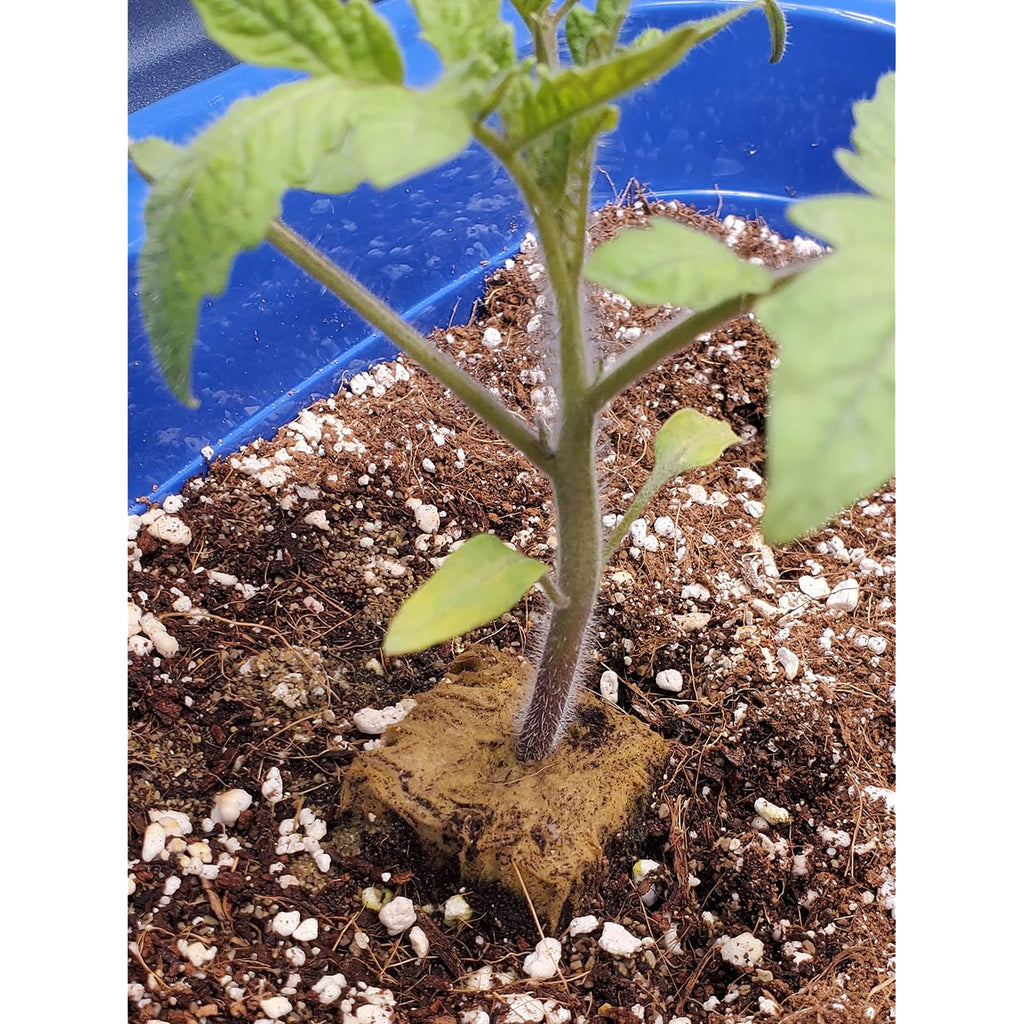 10Qt Organic Perlite Horticultural Soil Amendment For Plants And Enhanced Drainage Enhanced