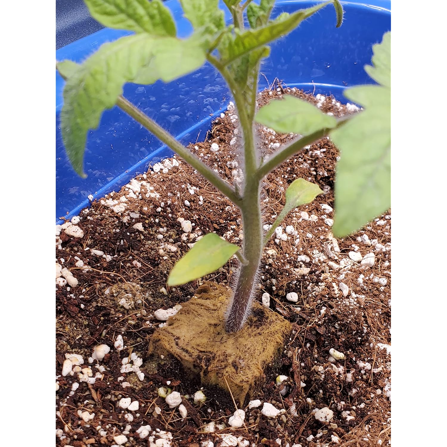 10Qt Organic Perlite Horticultural Soil Amendment For Plants And Enhanced Drainage Enhanced