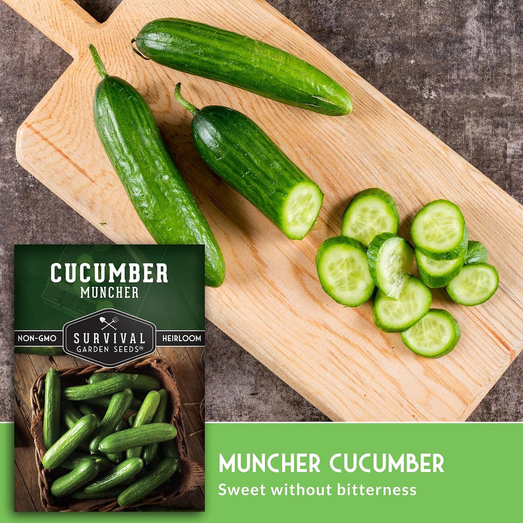 Muncher Cucumber Seeds For Planting - Low-Acid Slicing Cucumbers (1 Pack) | Burpless Heirloom Variety With Smooth Skin - Summer Crop For Gardens And Containers - Survival Garden Seeds