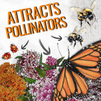 Seed Needs Milkweed Seeds For Planting A Butterfly Garden To Attract Monarch Butterflies - Collection Of Pink, Orange & White Asclepias Milk Weed Variety Pack (5 Packs)