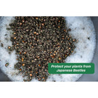 Rescue! Japanese Beetle Trap – Reusable Bag - 3 Traps