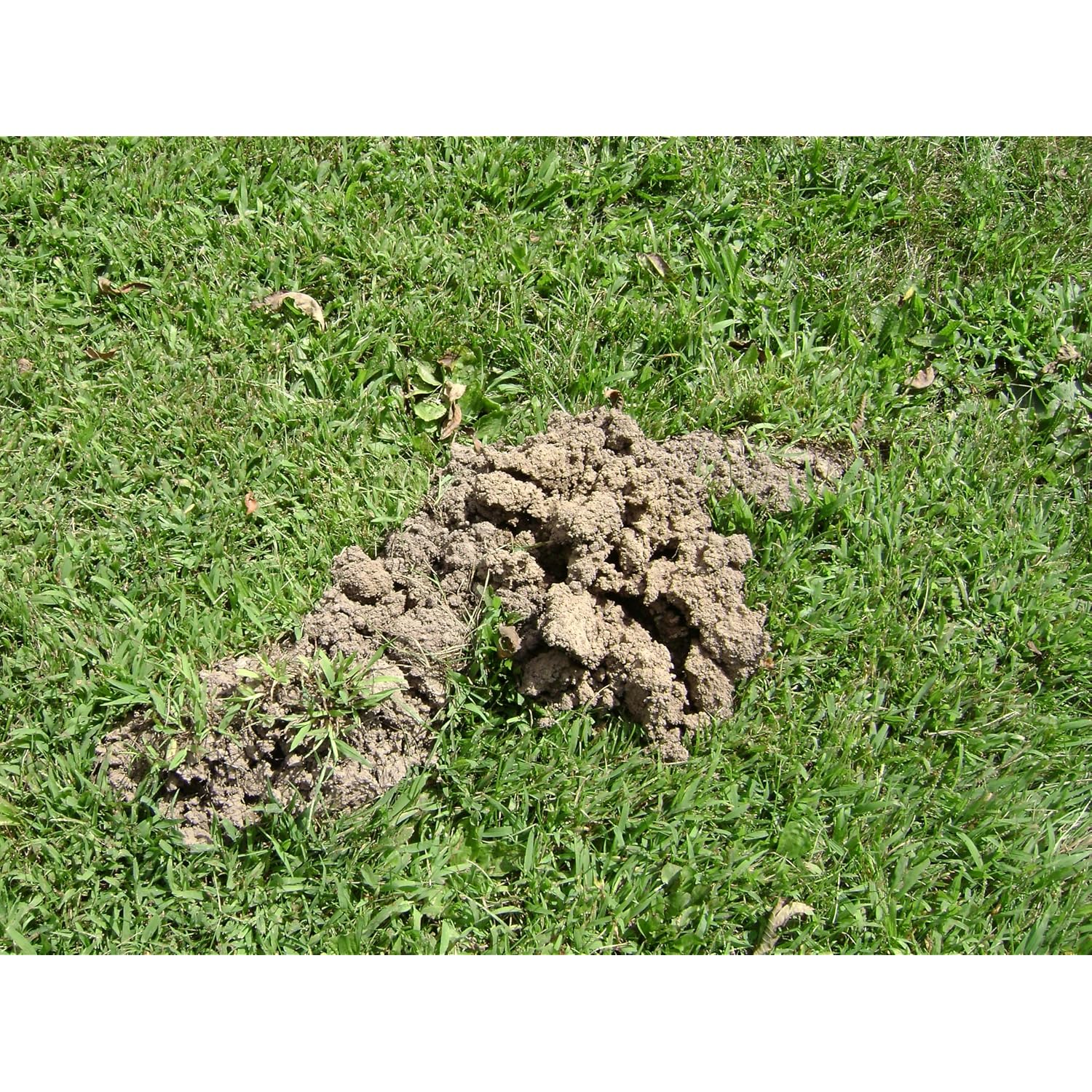 Tomcat Mole Killer(A), 12 Worm Baits | Mimics Natural Food Source, Kills With A Single Feeding, Mole Killer For Lawns And Yards