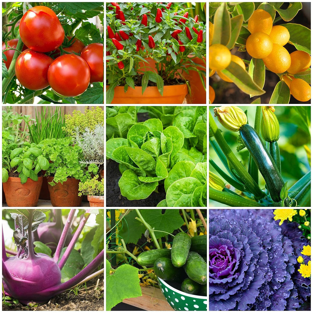 The Old Farmer'S Almanac Tomato & Vegetable Plant Food Mini Spikes - Npk 6-4-6 For Continuous Feeding And Bountiful Harvests (24 Mini Spikes)