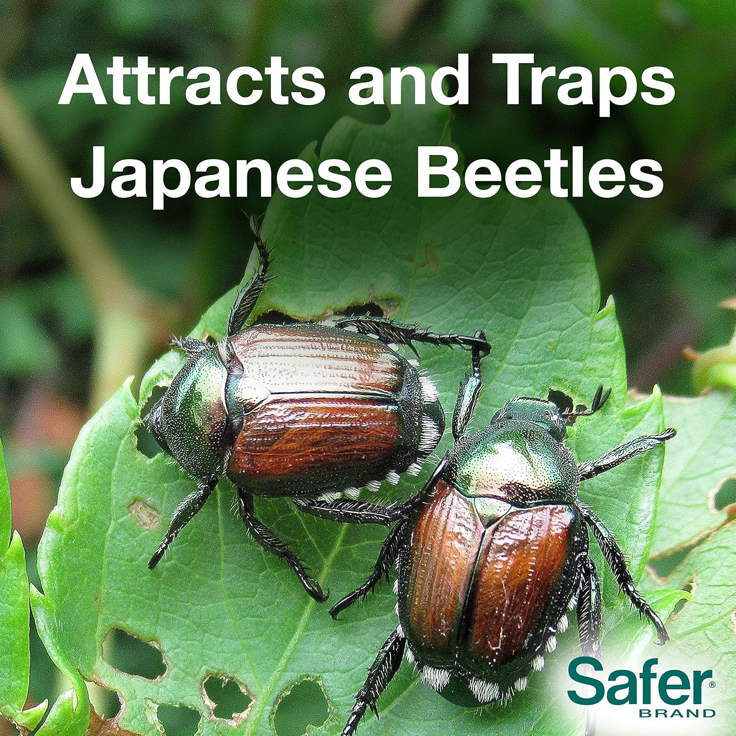 Safer Brand Japanese Beetle Trap With Attractant - 70102 - Includes 1 Trap, 1 Lure, And 2 Jumbo Bags - Japanese Beetle Traps Outdoor
