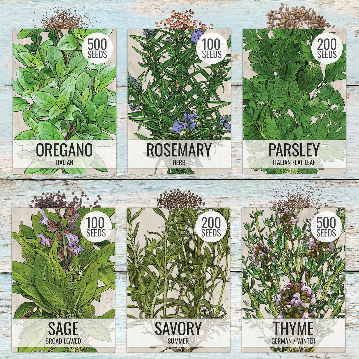 Seed Needs Herb Seeds Variety Pack Culinary Herb Collection (12 Individual Packets For Planting Indoors Or Outdoors) Grow Your Own Herb Garden - Heirloom, Non-Gmo
