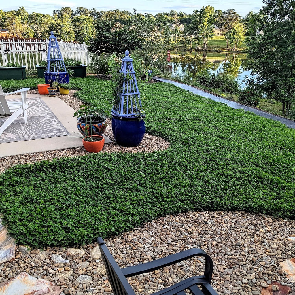 Outsidepride Perennial White Miniclover Seed - 1 Lb. Dwarf, Small-Leaved, Drought & Wear-Tolerant Micro Clover Seeds For Lawn, Ideal Low-Maintenance & Easy To Grow Ground Cover Seeds For Home Yard